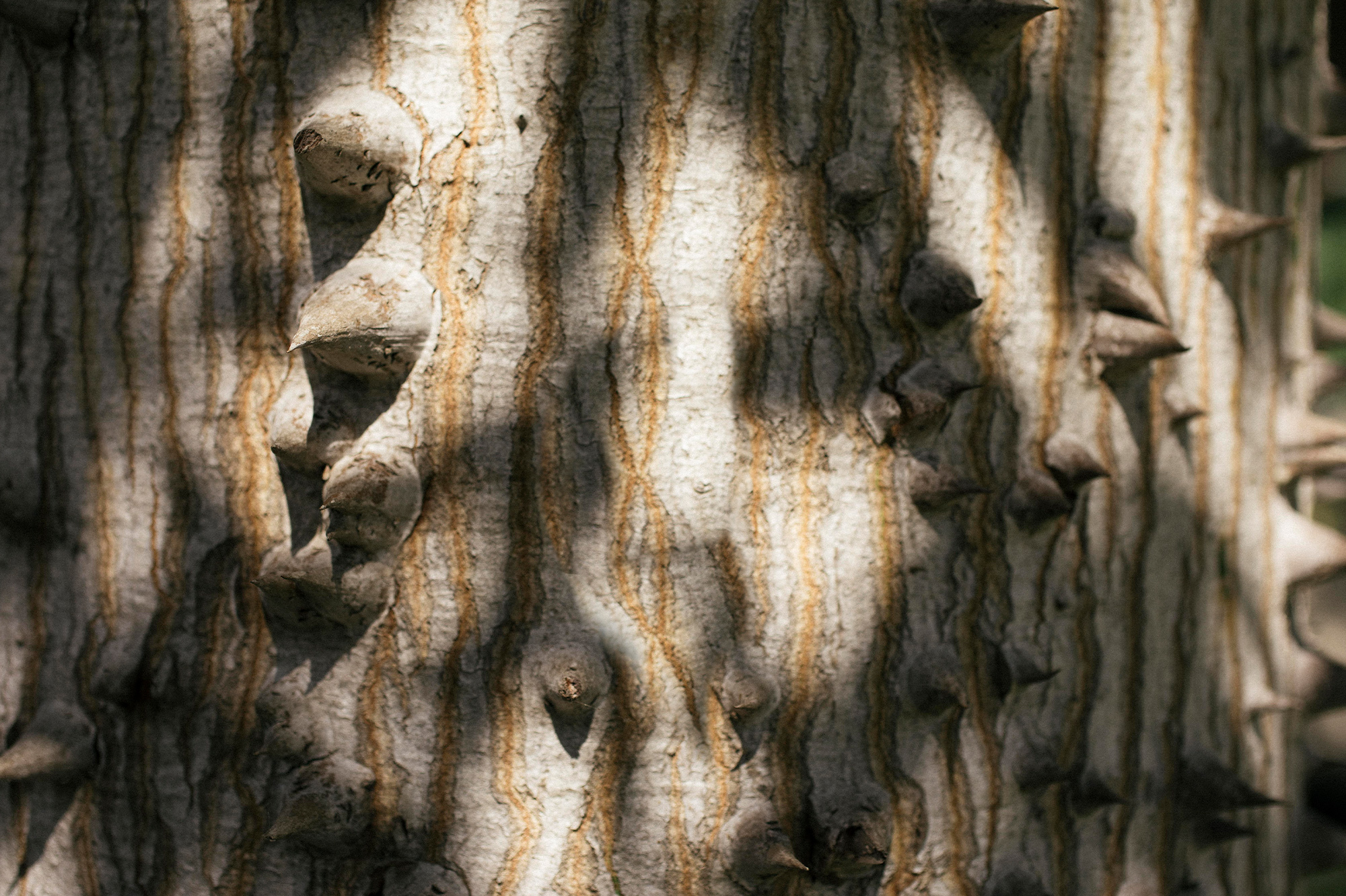 02_Ceiba_oe13